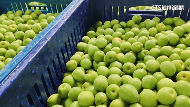 【台語新聞】力拚青梅好品質　信義鄉農會搶先向梅農收購