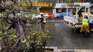 大安區行道樹突倒！　騎士驚險閃過.2車追撞幸無人傷