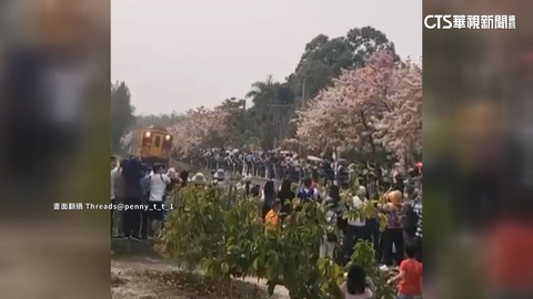 二水花旗木粉色花海美極了 闖鐵軌拍照恐罰5萬