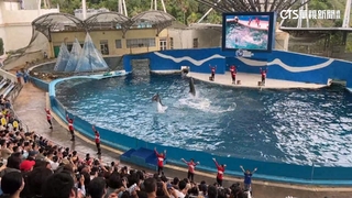 「跳浪奇緣」成回憶！　遠雄海洋公園10年海豚秀落幕
