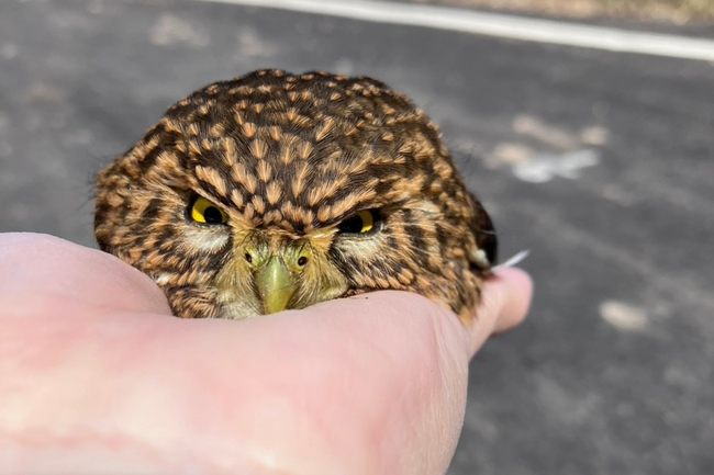 車頂冒出「憤怒鳥」？保育類「鵂鶹」現蹤新北三芝　動保處觀察後野放 | 華視新聞