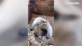 幫周子瑜圓夢！高雄食蟻獸寶寶命名　「周子蟻」高票領先