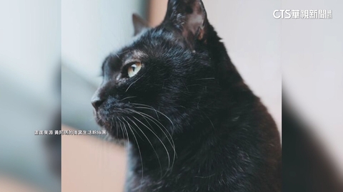 「黃阿瑪」黑貓Socles離世 頻道.粉絲團宣布暫停更