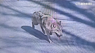 南韓大田動物園「狼脫逃」第四天　網路迷因不斷