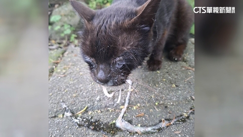 新北猴硐4貓疑遭噴辣椒水惹眾怒 里長:調監視揪凶