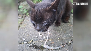 新北猴硐4貓疑遭噴辣椒水惹眾怒　里長：調監視揪凶