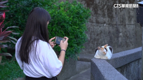 猴硐貓村曾獲「全球6大賞貓景點」 數量驟減恐滅村