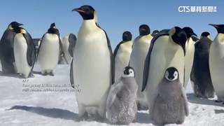 皇帝企鵝滅絕倒數！　9年減少2萬隻列入瀕危