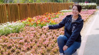 高虹安赴十八尖山推廣賞花季　民控現多數花草枯萎死亡