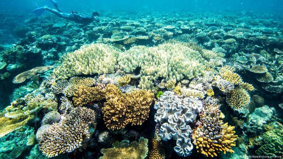 深度解讀：為何澳洲和中國為了大堡礁起爭執？ | 華視新聞