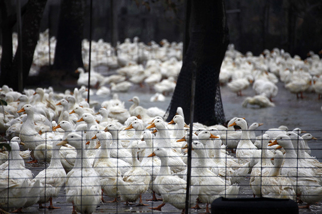 露天飼養是防疫漏洞？ 年年上演大撲殺 台灣禽流感為何愈來愈凶猛？ | 華視新聞