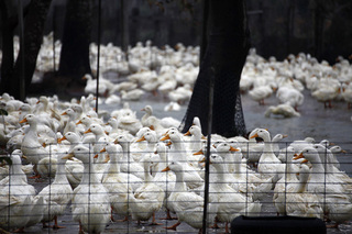 露天飼養是防疫漏洞？ 年年上演大撲殺 台灣禽流感為何愈來愈凶猛？