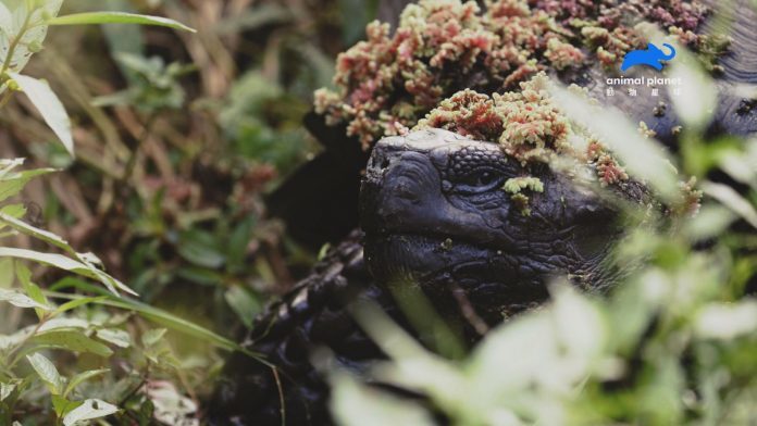 全球最後1隻 《滅絕動物大追蹤》首度尋獲費南迪納巨陸龜 | 華視新聞