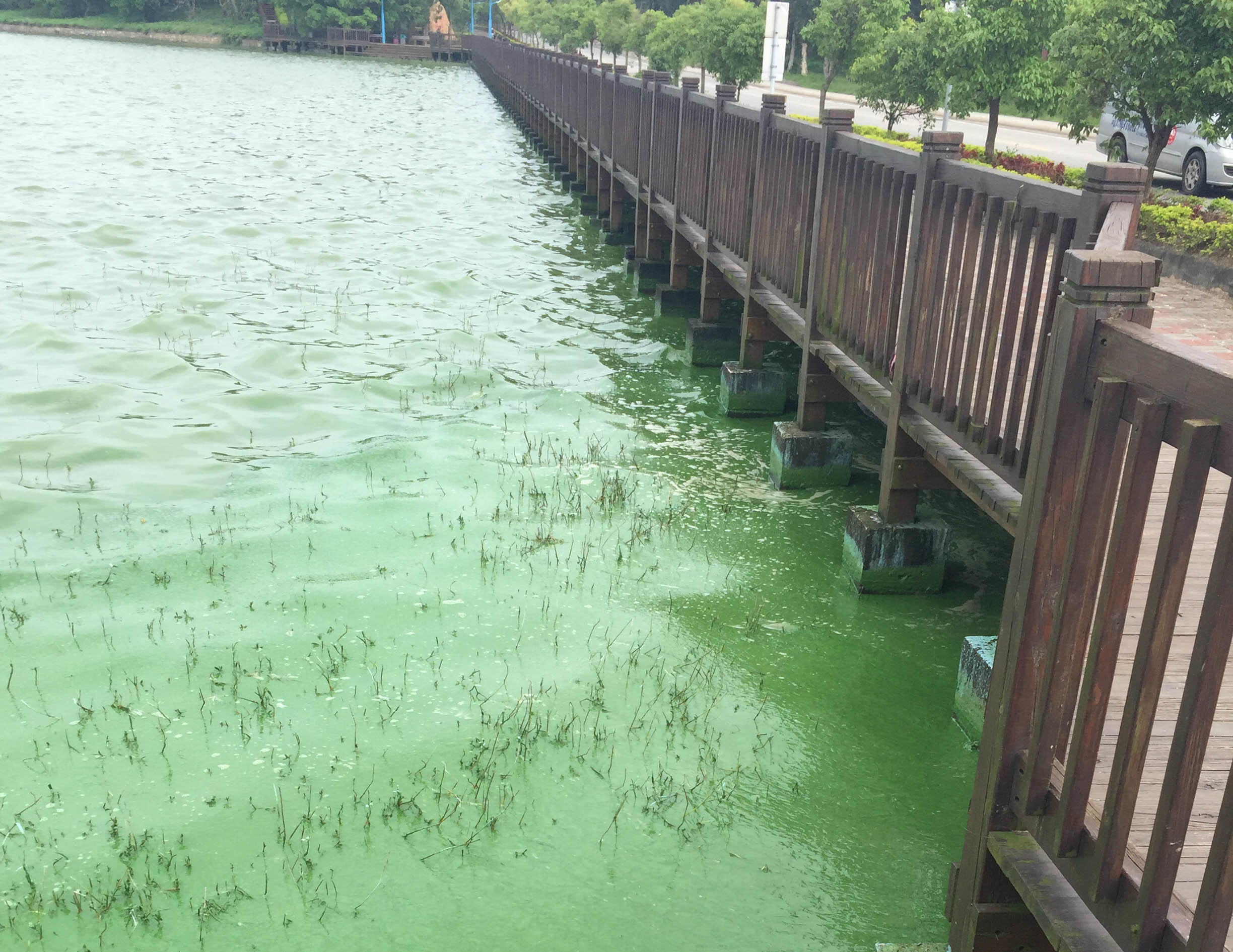 過氧化氫友善環境　優養化「藻」不到 | 華視新聞