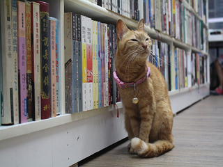 愛書也愛貓的萬金喵二手書店