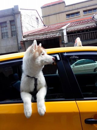 寵物計程車 送貓狗就醫旅遊