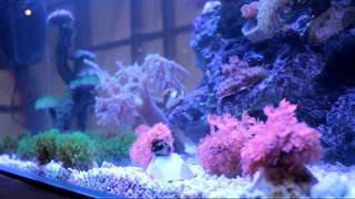 以小琉球為教室 師生入海復育珊瑚
