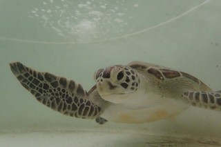 「海龜實驗室」致力成為海龜的守護者