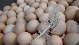 食安問題不再有 苗栗農二代「蛋」生奇蹟