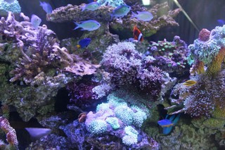 明道大學智慧水產系統 成功復育珊瑚