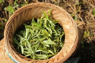 古法友善耕種 天然茶香百年飄揚