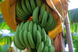「蕉」生慣養 型男青農重振香蕉王國