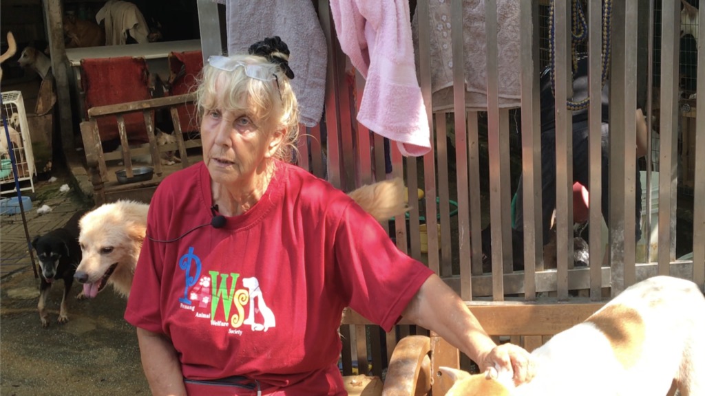 芭芭拉自德國移居檳城 設立「無死犬庇護所」 | 華視新聞