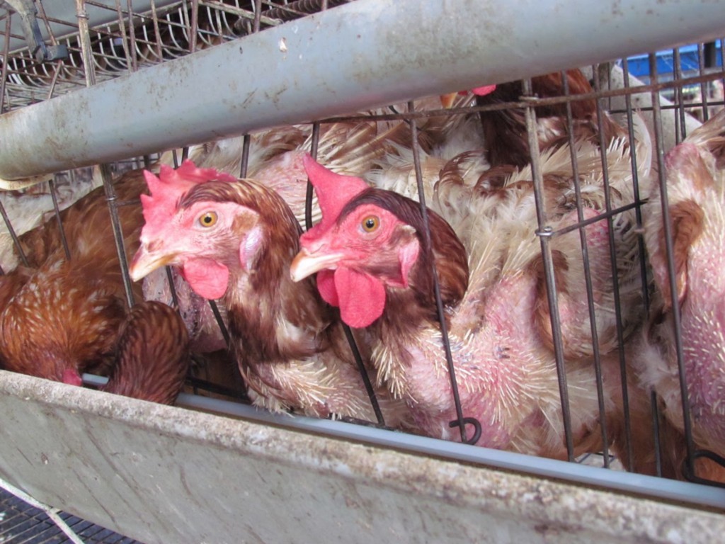 台灣動物社會研究會 為母雞發聲 | 華視新聞