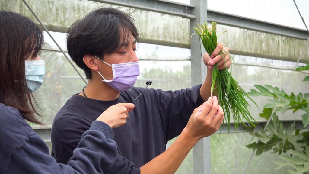 香草野園 打造有機韭菜友善農場 | 華視新聞