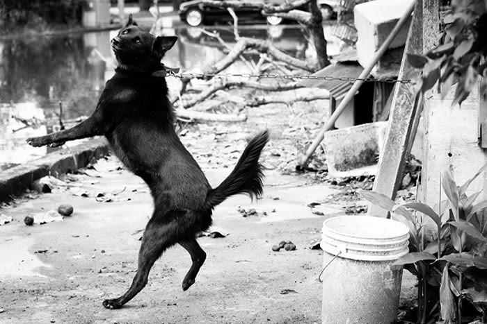 動物平權促進會 解放被禁錮的籠鏈犬 | 華視新聞