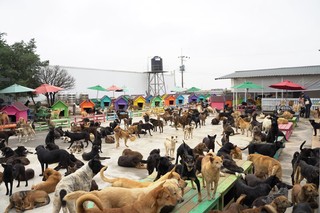 救助浪犬 讓四千多隻毛孩自由奔跑