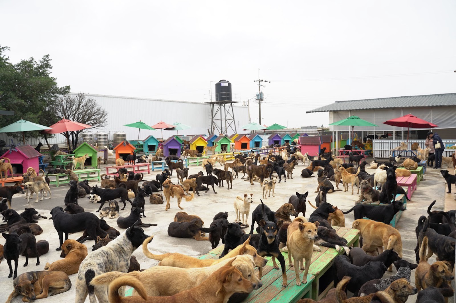 救助浪犬 讓四千多隻毛孩自由奔跑 | 華視新聞